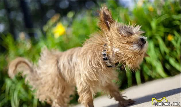 椰子油对狗狗大有好处,可不仅仅能吃,有5种实用用法
