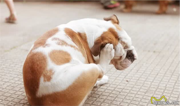 椰子油对狗狗大有好处,可不仅仅能吃,有5种实用用法