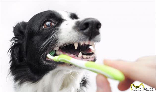 椰子油对狗狗大有好处,可不仅仅能吃,有5种实用用法