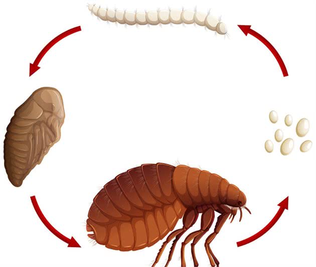 小区物业、家庭、宠物身上如何彻底灭跳蚤？