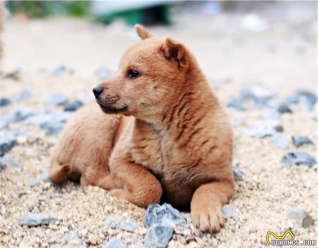 中华田园犬不是同一种狗，以前家家户户养，现在很少见