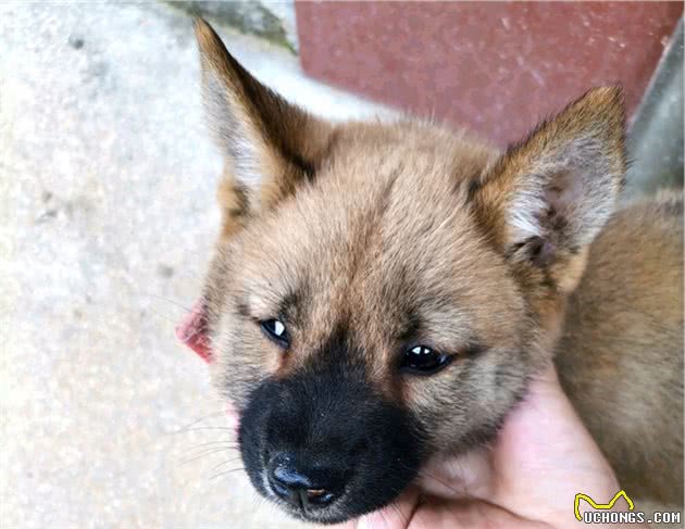 中华田园犬不是同一种狗，以前家家户户养，现在很少见