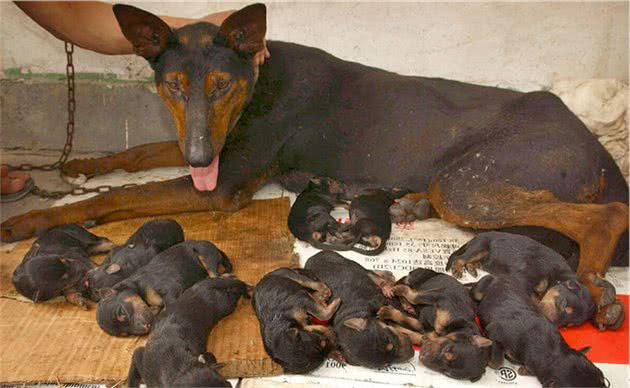 我国本土的四大狼犬之一，狼犬在老一辈的人口中被称之为大狼狗