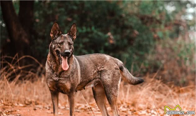 我国本土的四大狼犬之一，狼犬在老一辈的人口中被称之为大狼狗