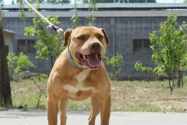 比特犬被长期弃于铁笼中致暴瘦，遇上新主人后，狗狗成为全家宠儿