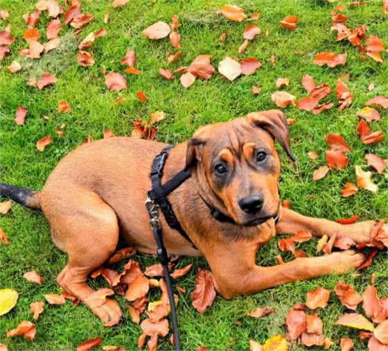 中华田园犬有哪些种类，有着怎样的历史？你对它了解多少