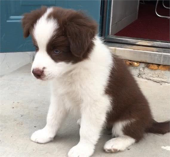 幼犬or成犬，萌新养犬该如何选择，哪种更省心