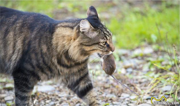 田园猫的“弃养率”最高，是人心险恶，还是猫不配？