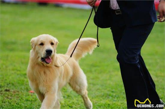 让我告诉你，一只纯种的“金毛犬”大概多少钱，别买贵了