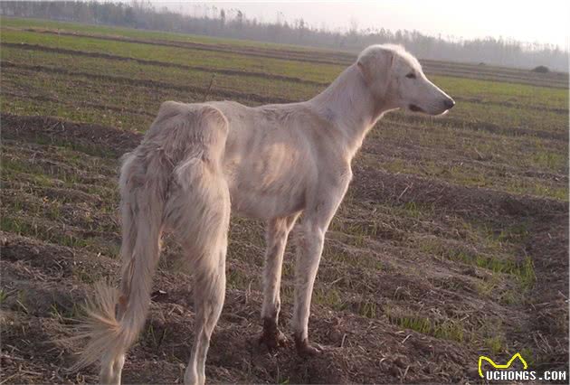 山东细犬，为什么鲜少人养？你认识这只中华田园犬吗？