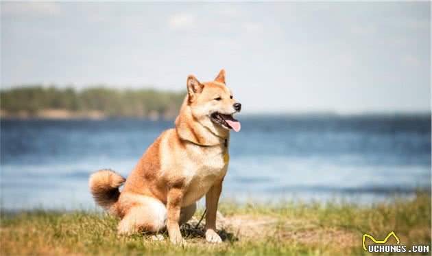 来自日本的秋田和柴犬，外形几乎一样，价格差异很大，千万别上当