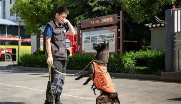 揭秘丽江消防搜救犬！与消防员一样，它们同样在灾难中拯救生命