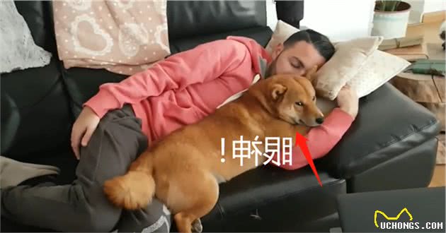 柴犬从小害怕打雷，主人抱着才敢睡，在你怀里，才有安全感