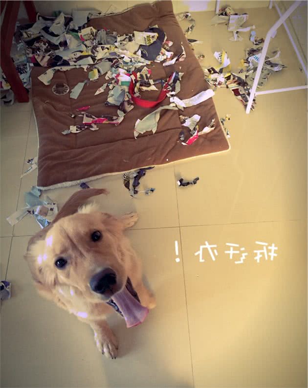 不知道这6点，最好别随便养金毛犬