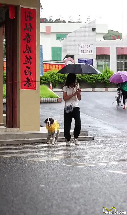 狗狗见下雨了，叼着雨衣让男主人给穿，穿完冒雨给女主人送伞