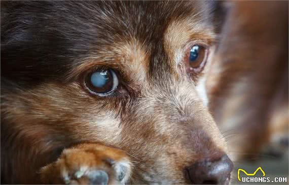 犬“青光眼”不容小觑，寻找病因是根本，及时治疗是关键