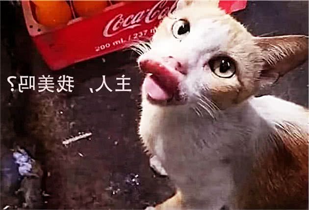 猫咪溜出去两天不回家，回家后主人哭笑不得