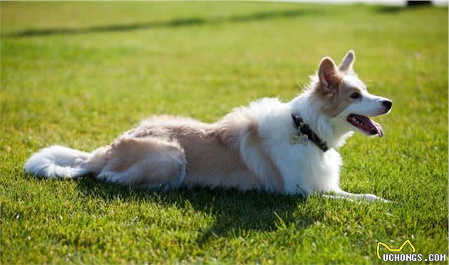 养一只边境牧羊犬，我从来没后悔过