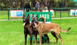 家养马犬的6大“好处”，不养不知道