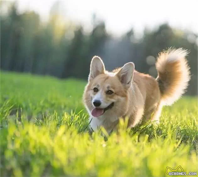 柯基犬的自传！有尾巴的柯基你见过吗？而且还是蓬松的长尾巴哦