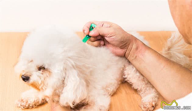 泰迪犬这几个症状，说明身上全是“寄生虫”！得赶紧驱虫