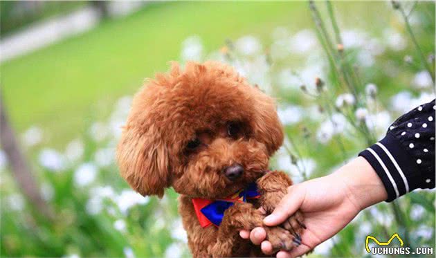 泰迪犬这几个症状，说明身上全是“寄生虫”！得赶紧驱虫