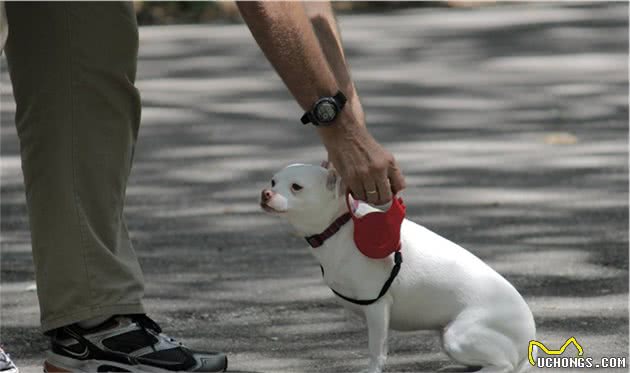 训狗技巧基础篇（一）—从养成正确的训犬观念开始