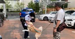 秋田犬去医院打针，中途换成“男医生”后，狗子的表情变了