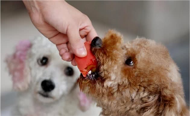 为什么要给泰迪犬吃胡萝卜？原来好处这么多