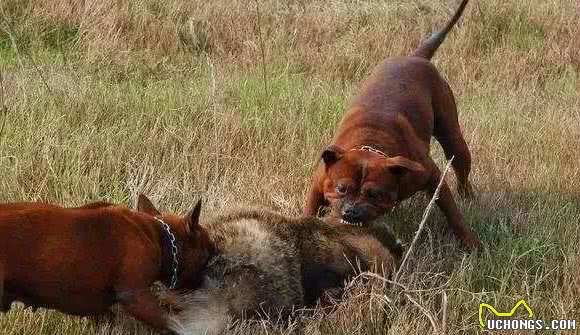 中华猛犬之川东猎犬，全身都流淌着捕猎本能的血液