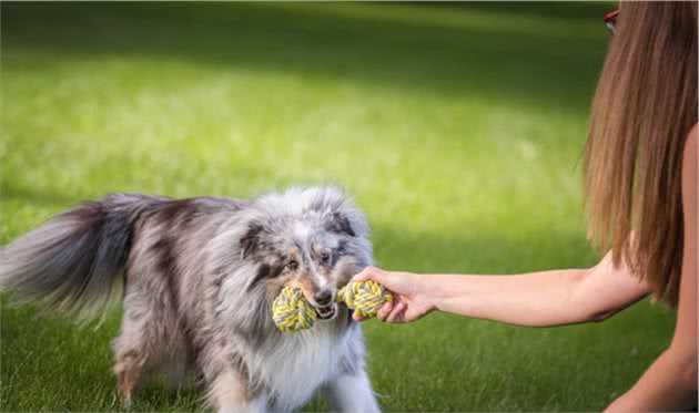 你觉得你们家狗狗幸福吗？没有分离焦虑的狗狗，才是最幸福的