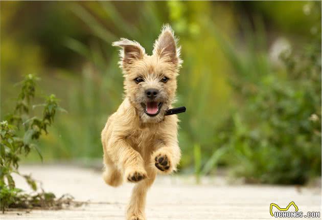 爱犬即将生产，主人要注意这些细节，才可保狗妈妈和崽子都平安