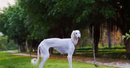 哮天犬是哪个品种的狗呢？哮天犬的原型是什么狗呢？