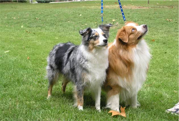 迷你澳大利亚牧羊犬，虽然娇小可爱，但运动量一点不小