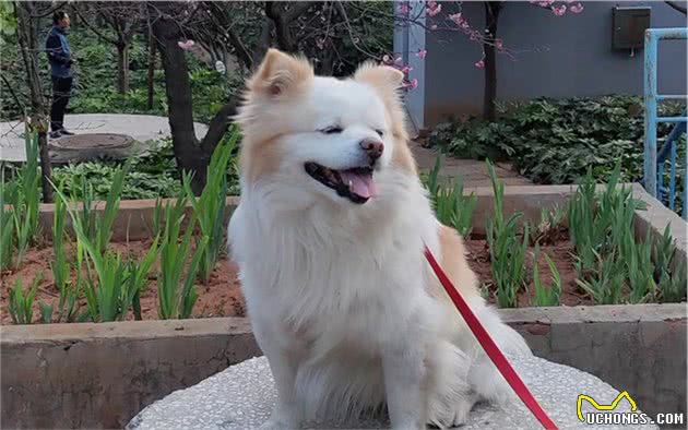 辟谣，狗狗痛风定是缺钙？布氏杆菌若被忽视，爱犬存在菌血症风险