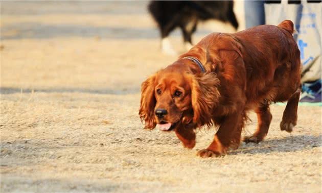 详解田野小猎犬