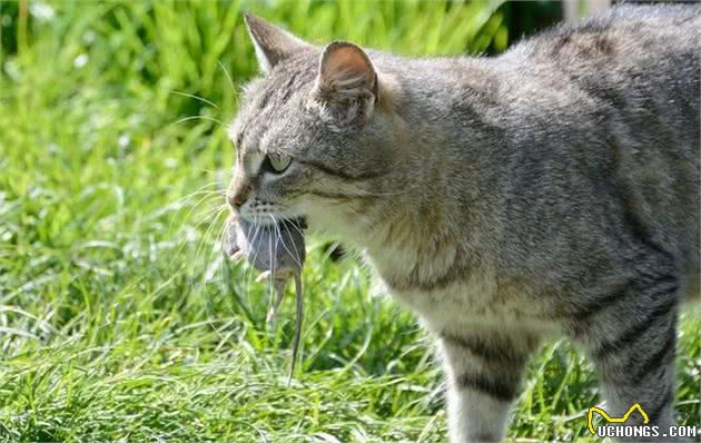 狸花猫把主人当成“妈妈”后，会有这些行为