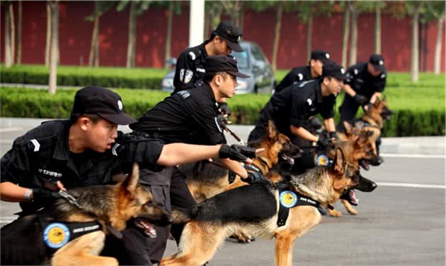 警犬认养竞价，最高33W！现在去培养警犬还来得及吗？