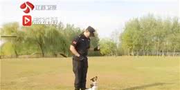 超小号警犬来袭，原来你是这么全能的小可爱