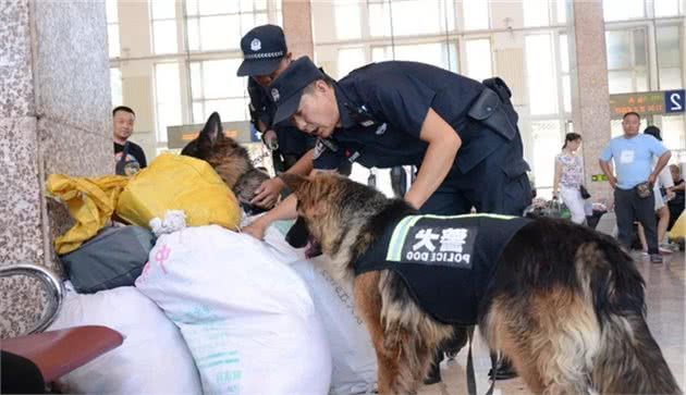 如果这些狗狗当警犬，你知道有什么后果吗？