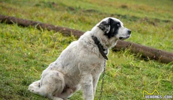 你知道几种牧羊犬？这六种牧羊犬，你或许都没见过