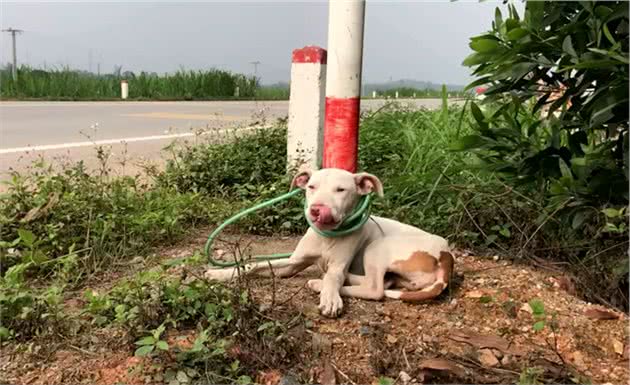 男子花钱买只比特犬，却被告知不能养，每天拴在路边，随缘送爱犬