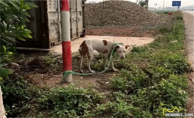 男子花钱买只比特犬，却被告知不能养，每天拴在路边，随缘送爱犬