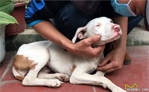 男子花钱买只比特犬，却被告知不能养，每天拴在路边，随缘送爱犬