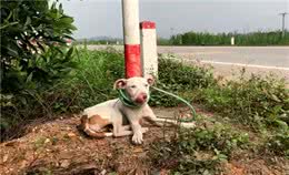 男子花钱买只比特犬，却被告知不能养，每天拴在路边，随缘送爱犬