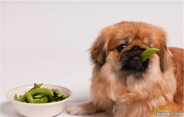 狗狗能吃素食吗？狗狗难以从素食获取营养，纯素食喂养不可行