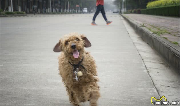 狗狗出现胃肿胀会有哪些症状与并发症？