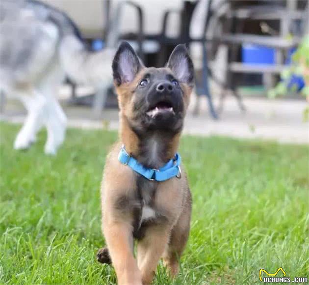 没这个实力，就别养马犬了，不然你会后悔的！