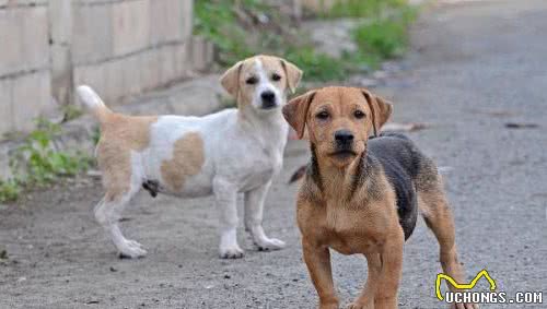 为啥经常有恶犬伤人，没听说过恶猫伤人？狗：我可是狼变来的