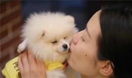 博美犬这样养，会比其他人的要健康